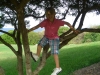 menintrees